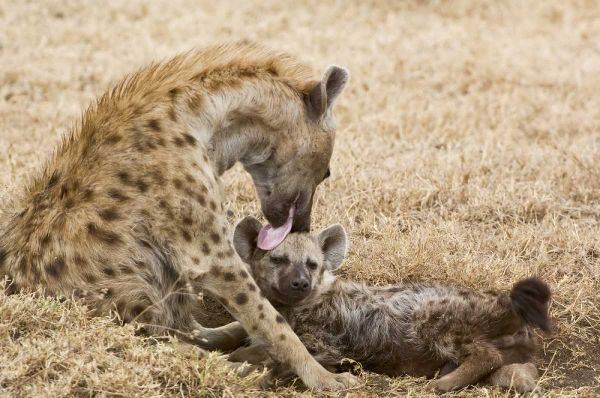 Tanzania, Ngorongoro Spotted hyena licking baby